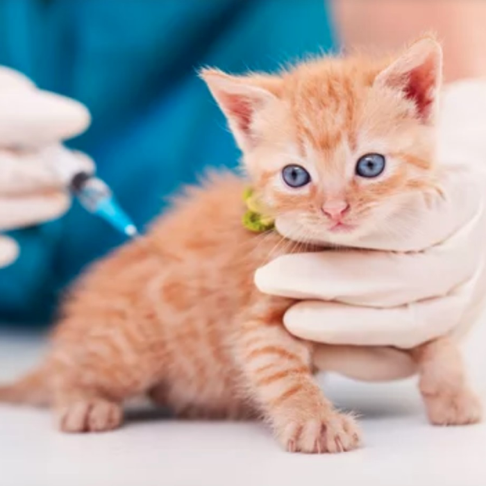 dog hospital near me